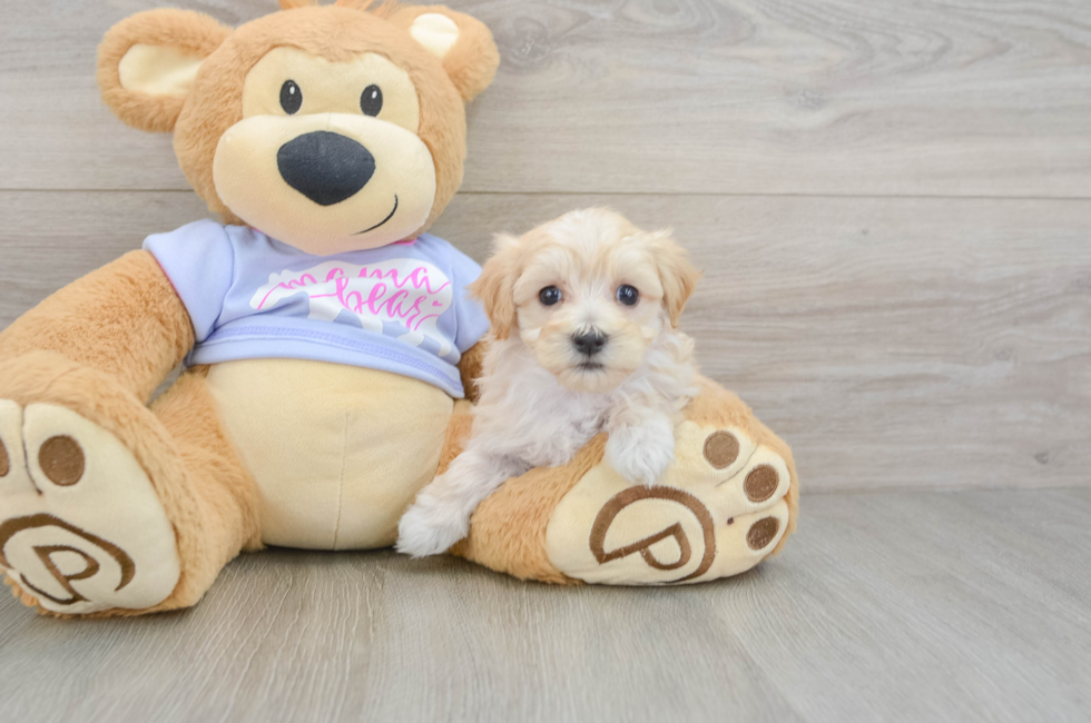 5 week old Maltipoo Puppy For Sale - Simply Southern Pups