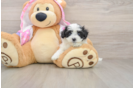 Cute Maltipoo Baby