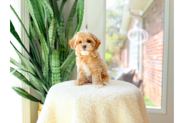 Cute Maltipoo Baby