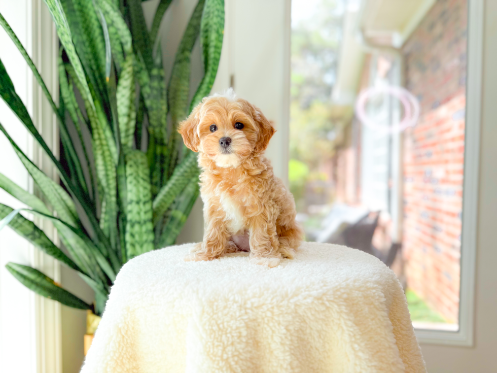 Cute Maltipoo Baby