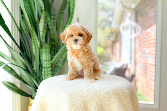 Cute Maltipoo Baby