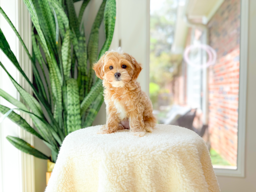 Maltipoo Puppy for Adoption