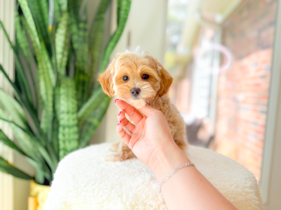 Best Maltipoo Baby