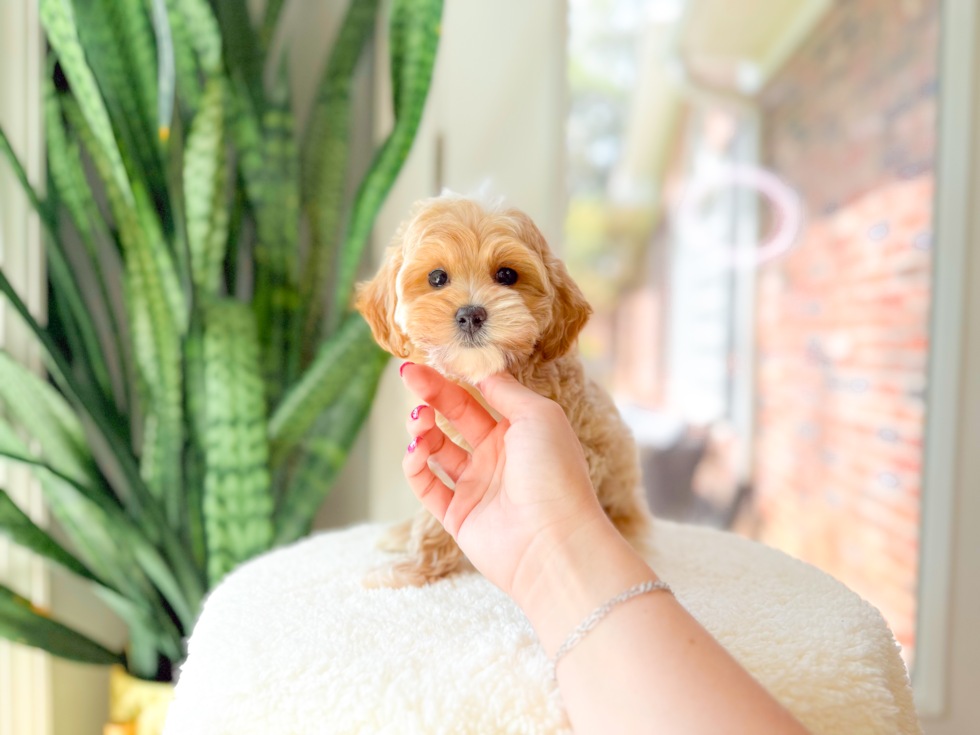 Cute Malt a Poo Poodle Mix Puppy