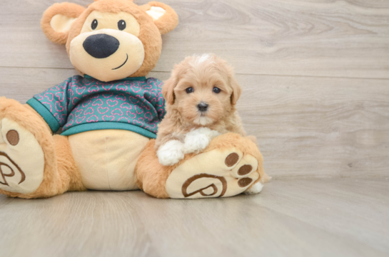 Friendly Maltipoo Baby