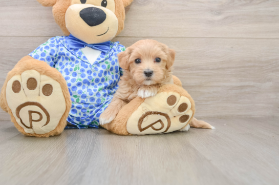 Maltipoo Puppy for Adoption