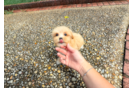 Cute Maltipoo Poodle Mix Pup