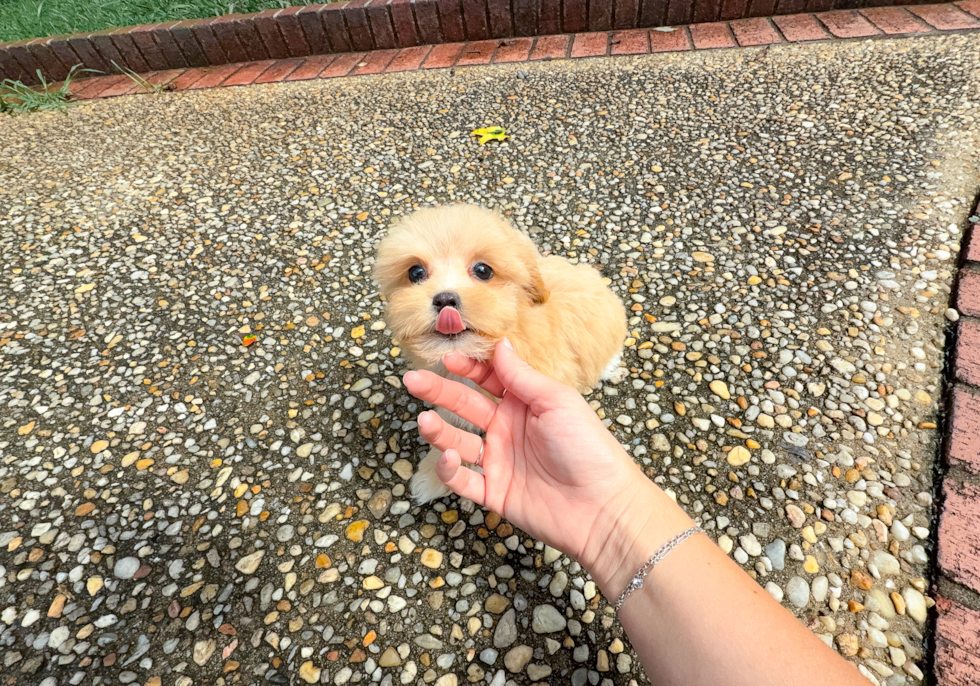 Cute Maltipoo Poodle Mix Pup