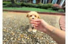 Cute Malt a Poo Poodle Mix Puppy