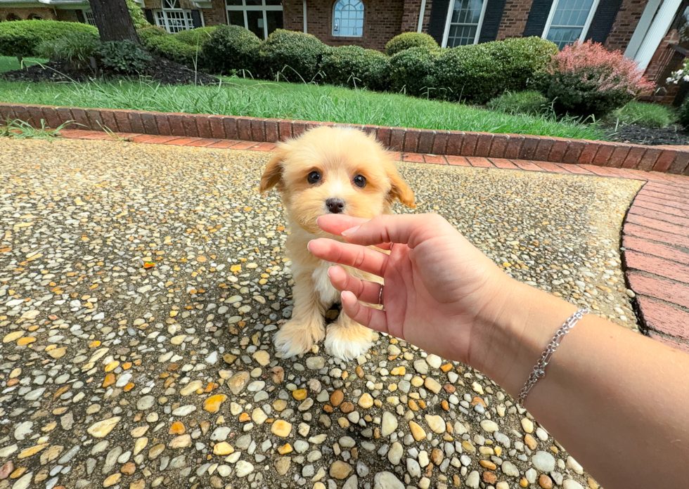 Cute Malt a Poo Poodle Mix Puppy