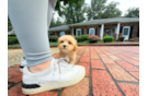 Maltipoo Puppy for Adoption