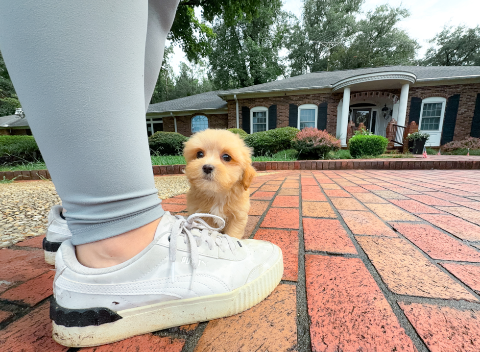 Maltipoo Puppy for Adoption