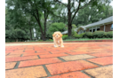 Maltipoo Puppy for Adoption