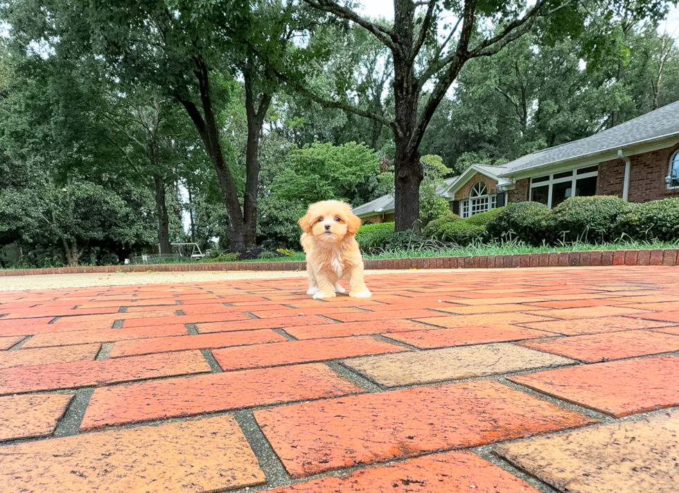 Maltipoo Puppy for Adoption