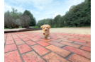 Maltipoo Pup Being Cute