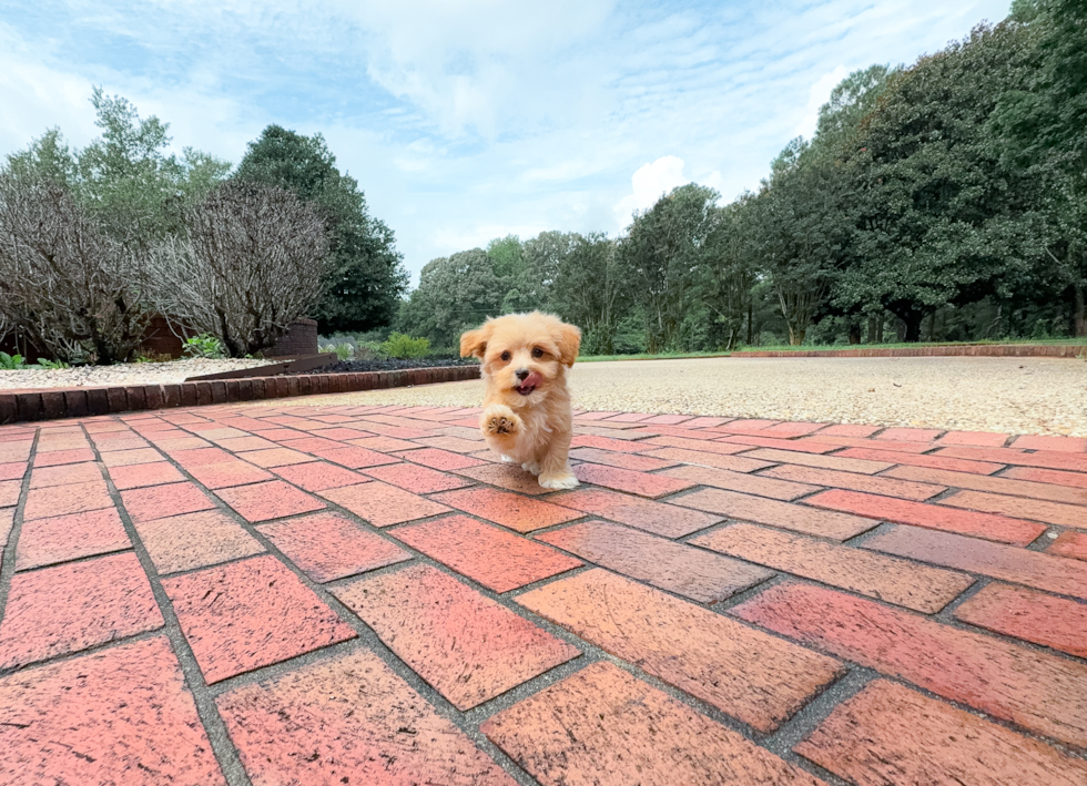 Maltipoo Pup Being Cute