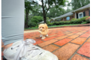 Cute Malt a Poo Poodle Mix Puppy