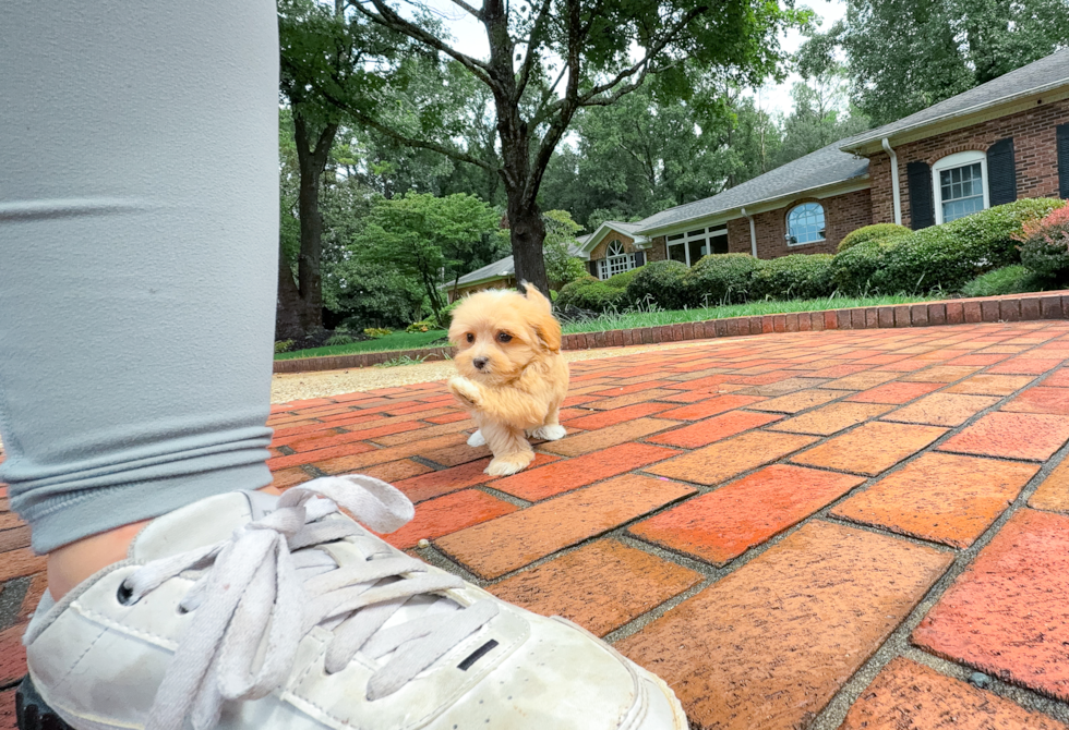 Cute Malt a Poo Poodle Mix Puppy