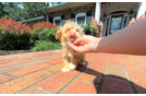 Cute Malt a Poo Poodle Mix Puppy