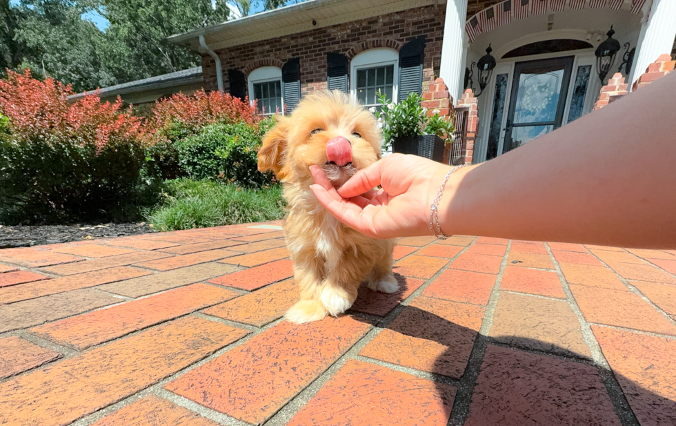 Cute Malt a Poo Poodle Mix Puppy