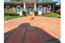 Maltipoo Puppy for Adoption