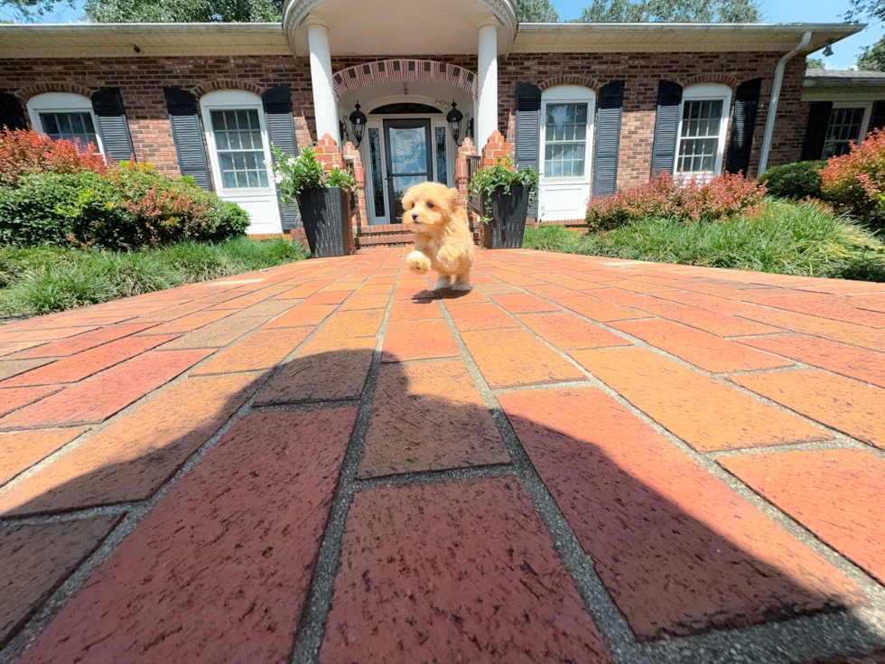 Maltipoo Puppy for Adoption