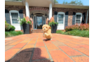 Maltipoo Pup Being Cute