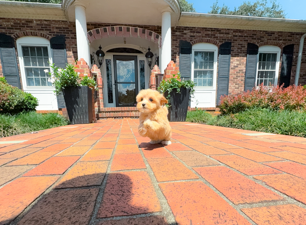 Maltipoo Pup Being Cute