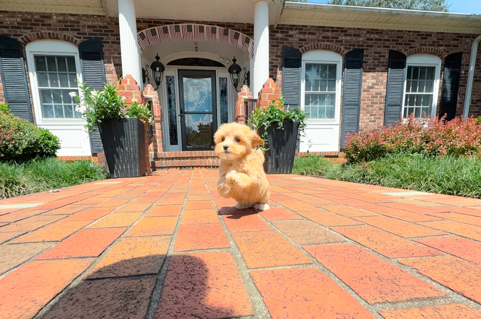 10 week old Maltipoo Puppy For Sale - Simply Southern Pups