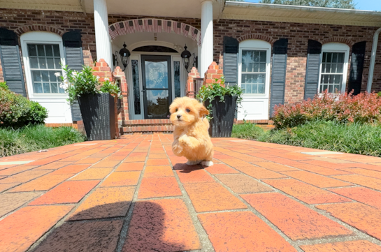 Maltipoo Pup Being Cute