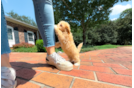 Cute Maltipoo Baby