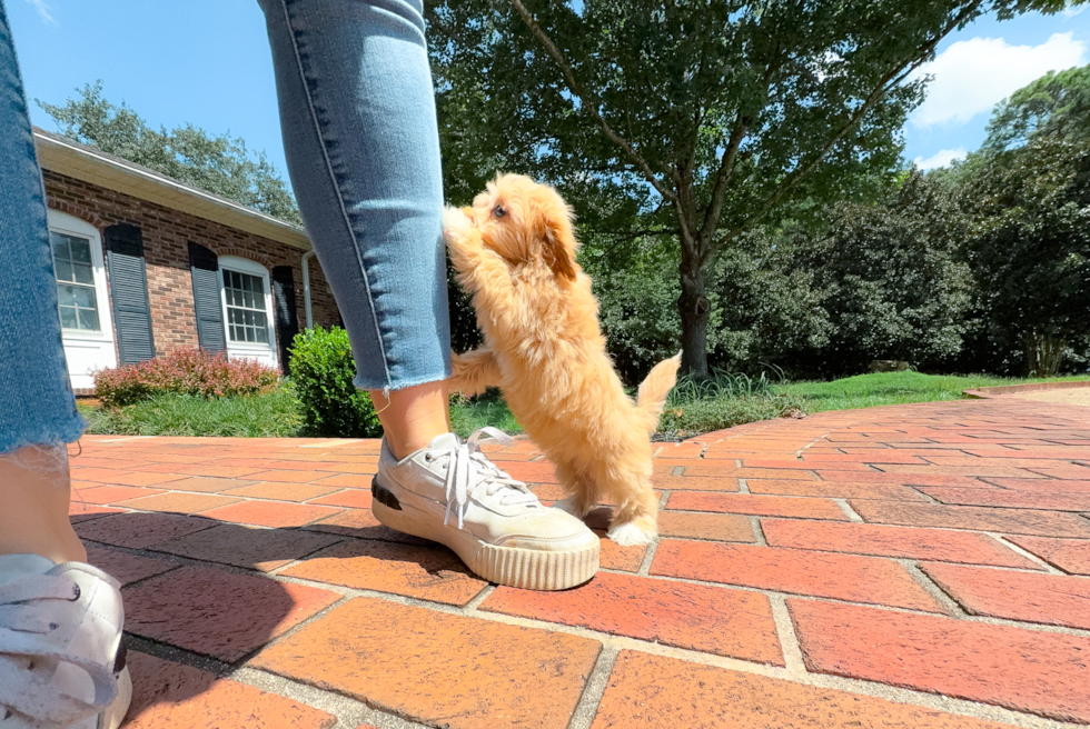 Cute Maltipoo Baby