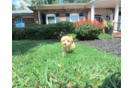 Maltipoo Pup Being Cute