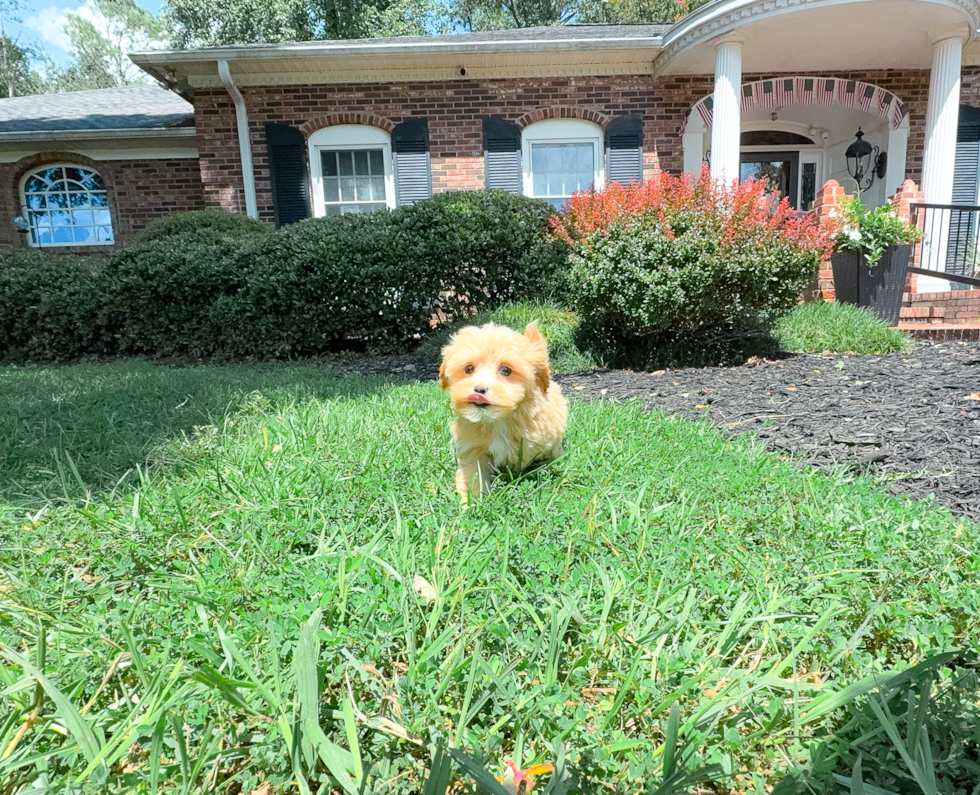 Maltipoo Pup Being Cute