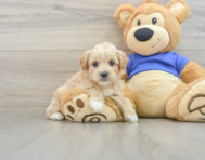 8 week old Maltipoo Puppy For Sale - Simply Southern Pups