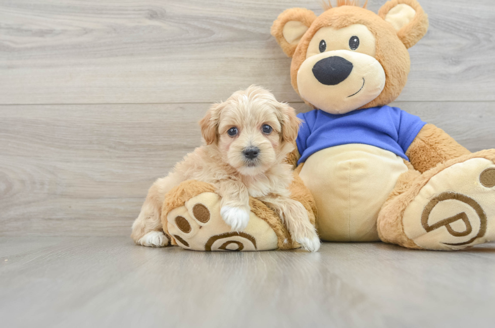 7 week old Maltipoo Puppy For Sale - Simply Southern Pups