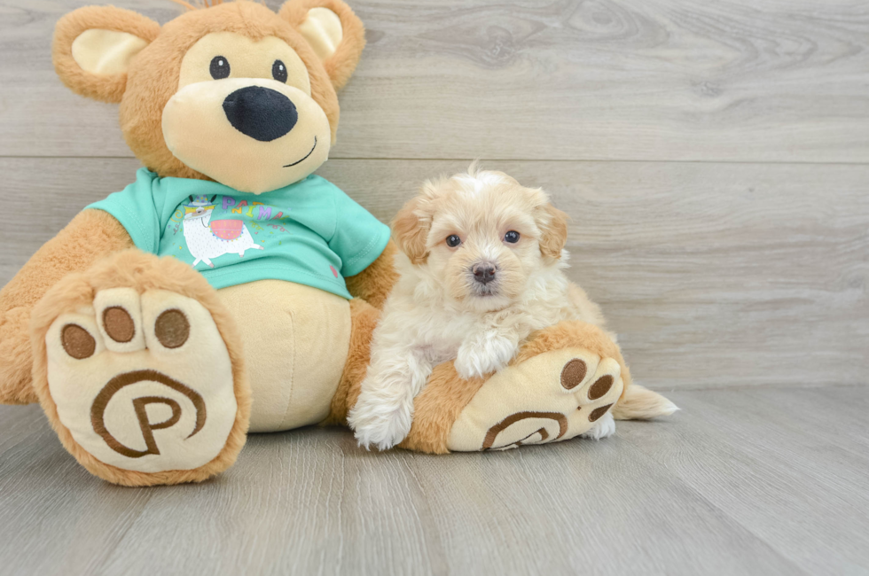 7 week old Maltipoo Puppy For Sale - Simply Southern Pups