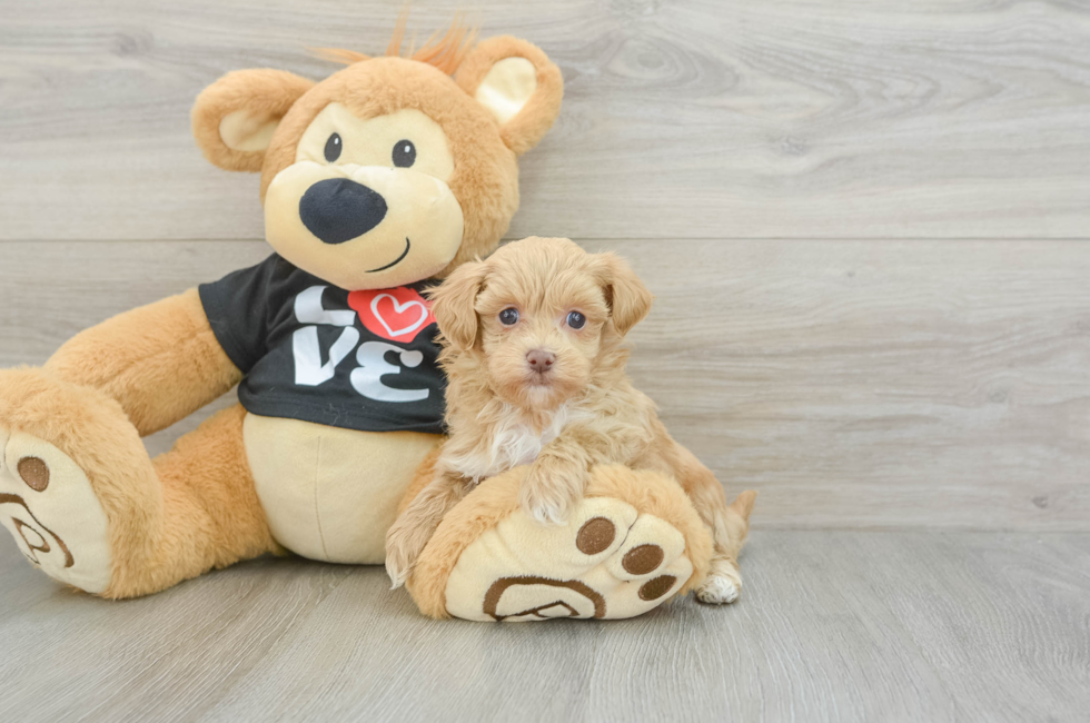 6 week old Maltipoo Puppy For Sale - Simply Southern Pups