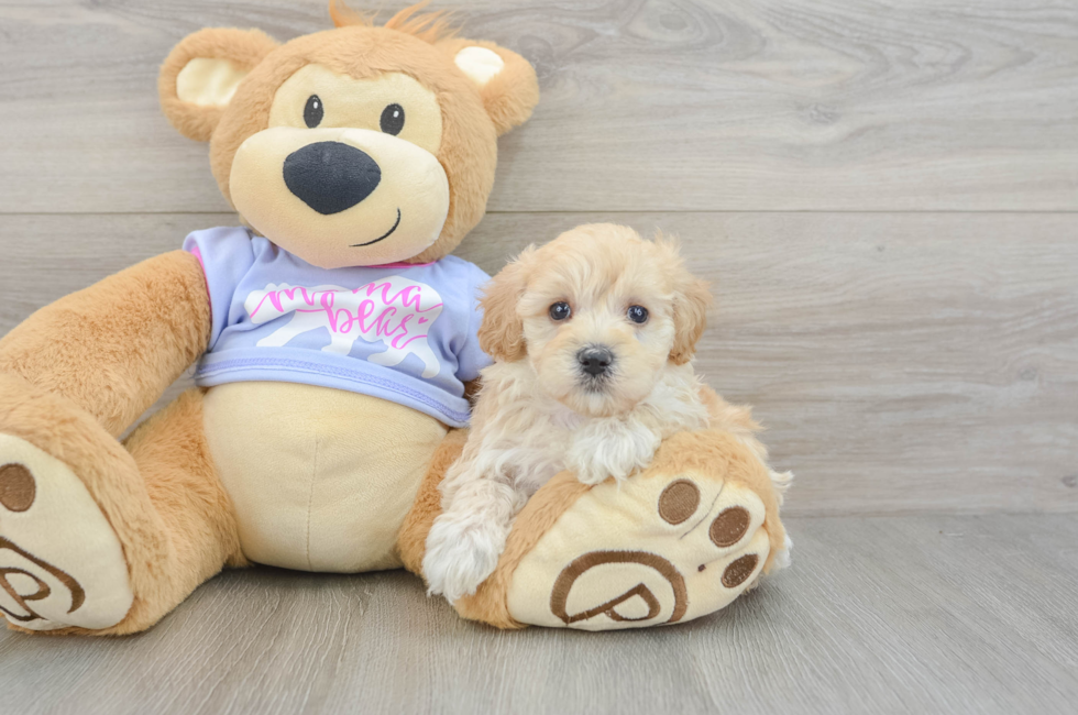 6 week old Maltipoo Puppy For Sale - Simply Southern Pups