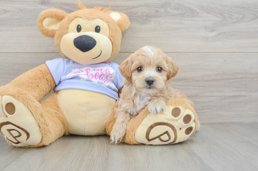 5 week old Maltipoo Puppy For Sale - Simply Southern Pups