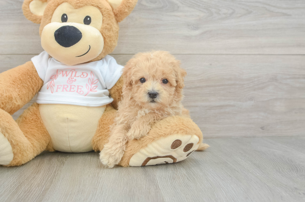 6 week old Maltipoo Puppy For Sale - Simply Southern Pups