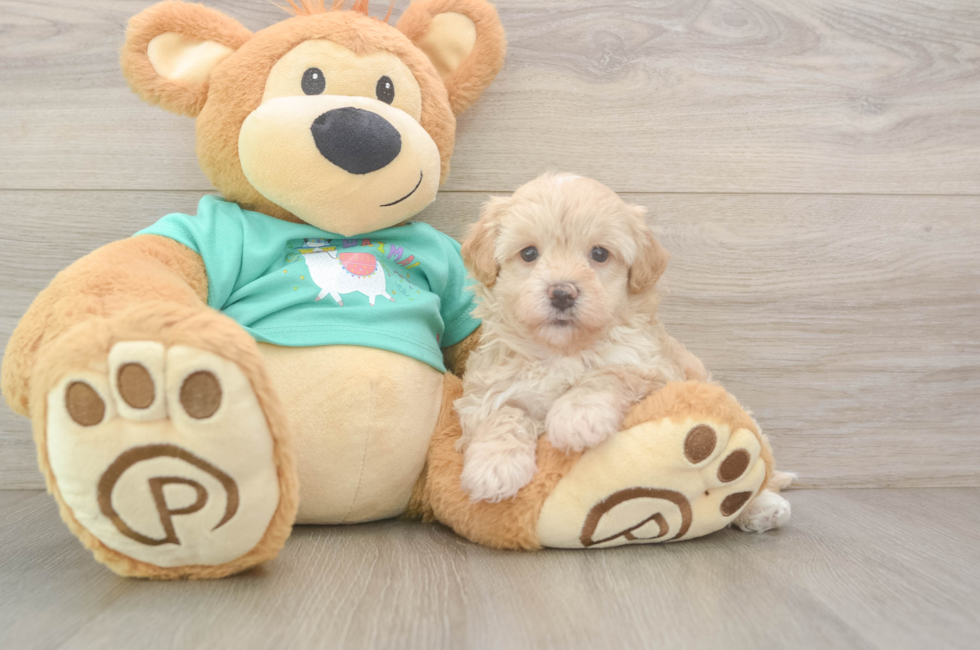 7 week old Maltipoo Puppy For Sale - Simply Southern Pups