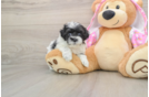 Maltipoo Puppy for Adoption