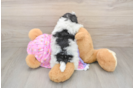 Happy Maltipoo Baby