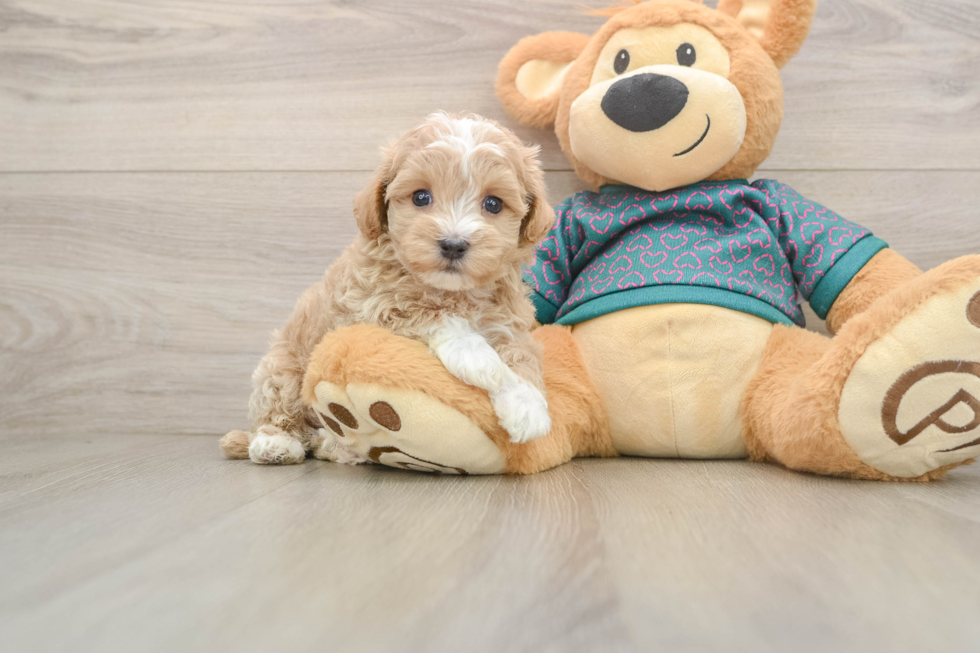Smart Maltipoo Poodle Mix Pup