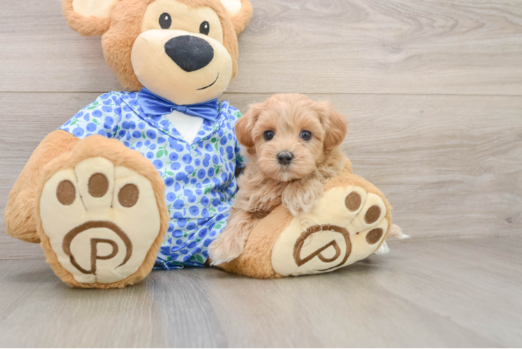 Best Maltipoo Baby