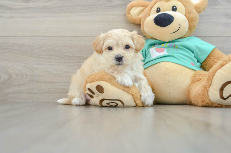 7 week old Maltipoo Puppy For Sale - Simply Southern Pups