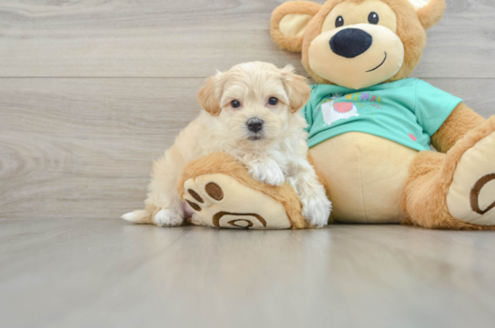 Fluffy Maltipoo Poodle Mix Pup