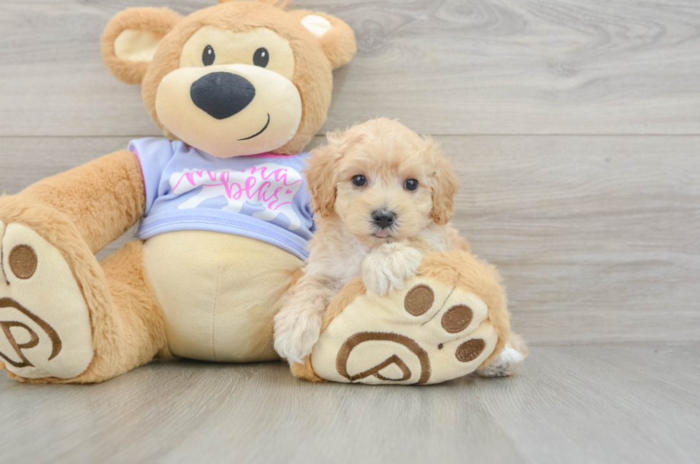 6 week old Maltipoo Puppy For Sale - Simply Southern Pups