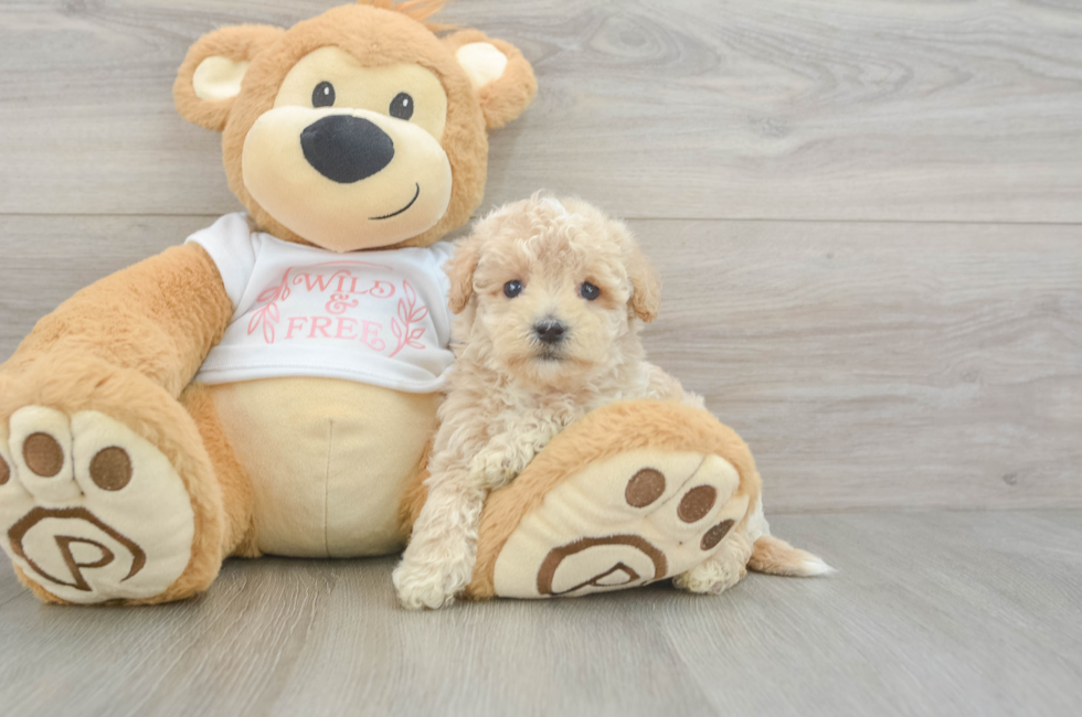 6 week old Maltipoo Puppy For Sale - Simply Southern Pups